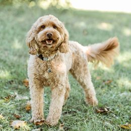 Gunnar - Goldendoodle