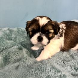 Cuddles - Tricolor male Shih Tzu puppy in Hawthorne, Florida from Simply Southern Shihtzus