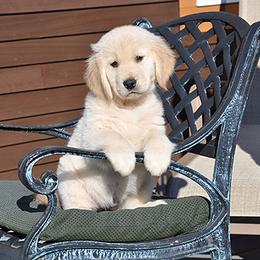 Golden Retriever Puppies from SunKissed Golden Retrievers