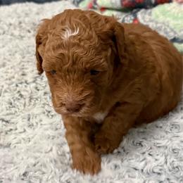 Female 2 - Red and white female Cockapoo puppy in Dahlonega, Georgia from Loveable Cockapoos