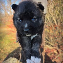 Monsoon - Black female Siberian Husky puppy in Addison, Michigan from Gray Run Siberian Huskies