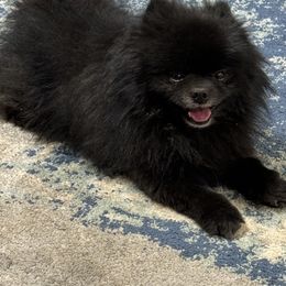 Pomeranians from Desi Poms