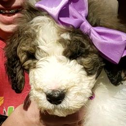 Girl 8 - Tri-color Bernedoodle puppy in Columbia, Missouri from Silver Creek Pups