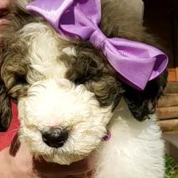 Girl 8 - Tri-color Bernedoodle puppy in Columbia, Missouri from Silver Creek Pups