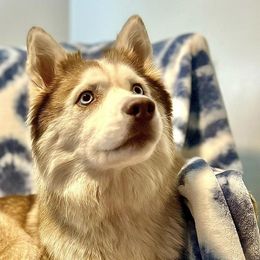 Siberian Huskies from Albarran’s Huskies