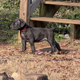 Red boy - Black male Cane Corso puppy in Westminster, South Carolina from Regal Guardian Cane Corso
