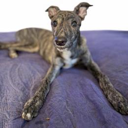 Benjamin Button - Red brindle male Greyhound puppy in Florida from Running to Stand Still (RTSS)