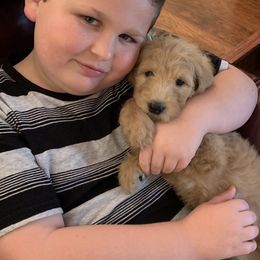 Goldendoodle Puppies from Cooley Doodles