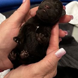 Miniature Schnauzer Puppies from The schnauzer Shack