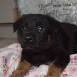 German Shepherd Puppies from BK German Shepherds