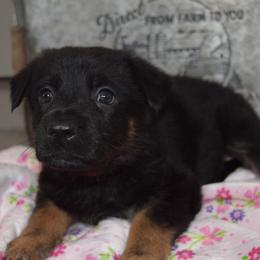 German Shepherd Puppies from BK German Shepherds