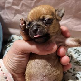 Fitzwilly - Red male Chihuahua puppy in Sherwood, Arkansas from Bartelt Breeders