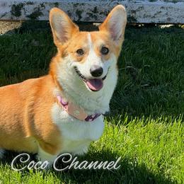 Coco - Pembroke Welsh Corgi