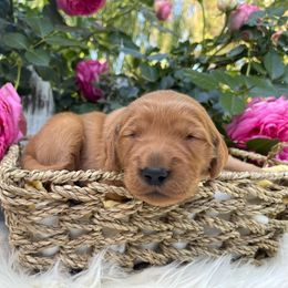 Pink Girl - Dark golden Golden Retriever puppy in Gridley, California from Honey Bee Goldens