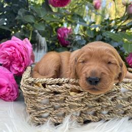 Pink Girl - Dark golden Golden Retriever puppy in Gridley, California from Honey Bee Goldens