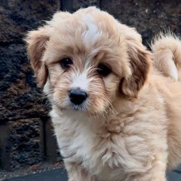 Butterball - Red Bernedoodle puppy in Washougal, Washington from Sandy Creek Bernedoodles