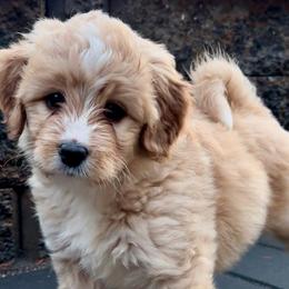 Butterball - Red Bernedoodle puppy in Washougal, Washington from Sandy Creek Bernedoodles