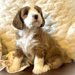 Girl 1 - Apricot female Goldendoodle puppy in Scottsdale, Arizona from Cockadoodle Poo Puppies