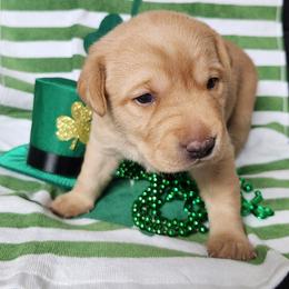 Enid - Yellow female Labrador Retriever puppy in Greenville, Michigan from VK Labradors