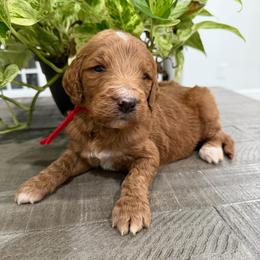 Red - Red  male Goldendoodle puppy in Bakersfield, California from Lavish Doodles