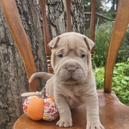 Annabelle - Lilac dilute female Chinese Shar-Pei puppy in Minden, Louisiana from Zoey's Waggly Tails