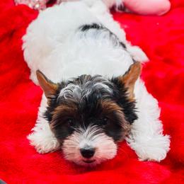 AKC - Ellie 3000 - Black tan and white female Biewer Terrier puppy in Douglas, Georgia from Heartland small breeds