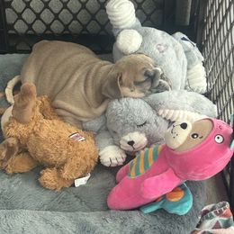 Tink - Blue tri-color female Bulldog puppy in Norco, California from Alizah Bulldogs