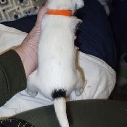 Orange collar - Black and white female Parson Russell Terrier puppy in Branford, Florida from Loyalville