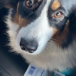 River - American Corgi