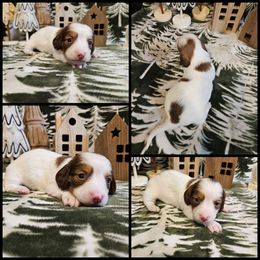 Red Piebald - Piebald female Dachshund puppy in Panama City Fl, Florida from Southern Bliss Doxies
