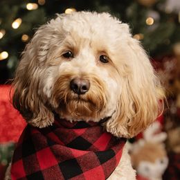 Goldendoodles from Momma’s Mini Goldendoodles