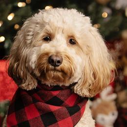 Goldendoodles from Momma’s Mini Goldendoodles