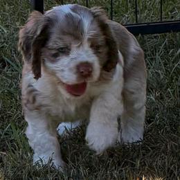 Boy 1 - Brown and white male Cocker Spaniel puppy in Gadsden, Alabama from Rich Cat’s