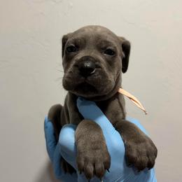 Female 1 - Gray female Cane Corso puppy in Cashion, Oklahoma from APEXOK Cane Corsos LLC