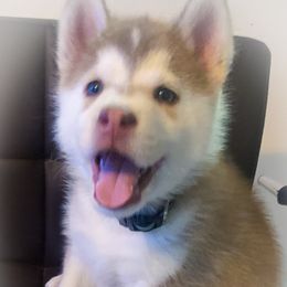 Siberian Husky Puppies from Betty's Huskies