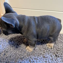French Bulldog Puppies from Wyatt and co Frenchies