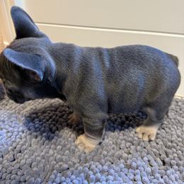 French Bulldog Puppies from Wyatt and co Frenchies