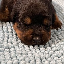 Brussels Griffon and Rottweiler Puppies from Bernkastel Rottweilers & Brussels Griffon