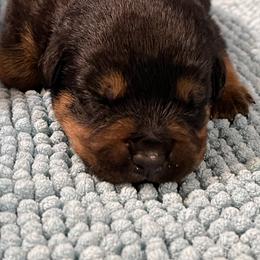 Brussels Griffon and Rottweiler Puppies from Bernkastel Rottweilers & Brussels Griffon