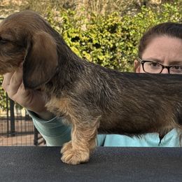 Dachshund Puppies from Passport Dachshunds