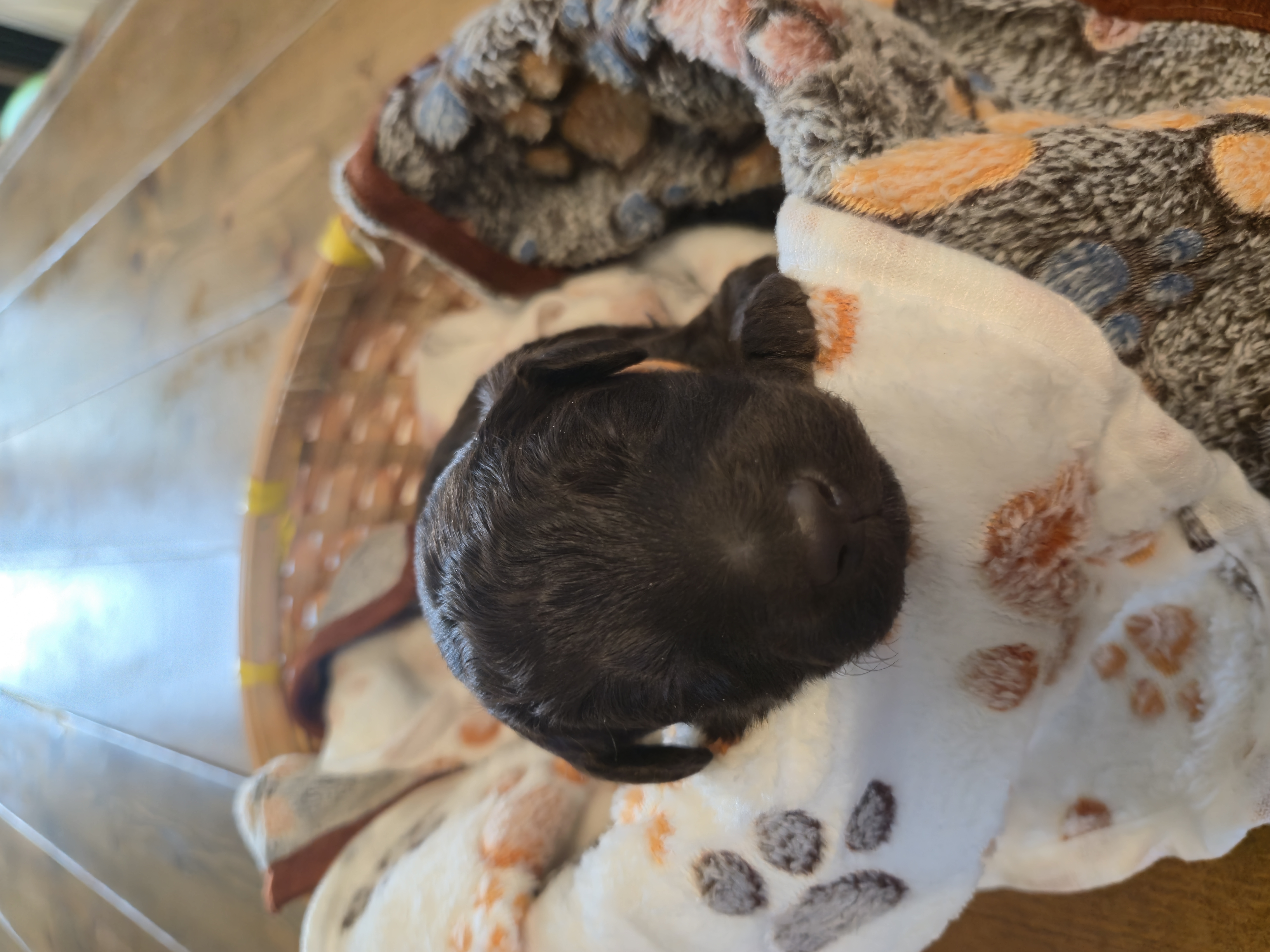 Whoodle Puppies from White's Whoodles