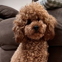 Max - Poodle