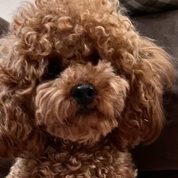 Max - Poodle