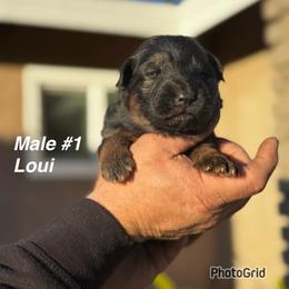 Loui - Black and red male German Shepherd puppy in Hesperia, California from Von Geesa