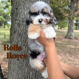 Rolls Royce - Merle male Bernedoodle puppy in Mount Vernon, Missouri from PoodlelyDoodlely