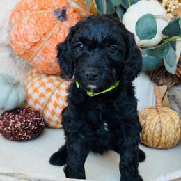 Yellow Green - female Golden Mountain Doodle puppy in Leander, Texas from Olive Grove Doodles