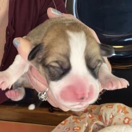 Charm - Sable male Pembroke Welsh Corgi puppy in Salisbury, Maryland from Coastal Corgis