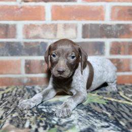 Boykin Spaniel, Dachshund, and German Shorthaired Pointer Puppies from Whiskey River Farm