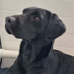 Freya - Labrador Retriever