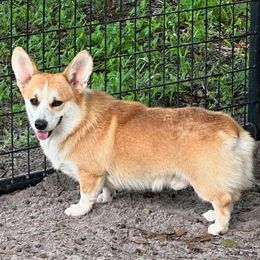 Rudy - Pembroke Welsh Corgi